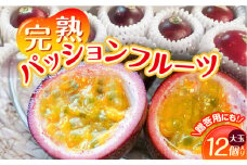 【2025年先行予約】完熟！パッションフルーツ【大玉】（12個入り）　C065-001-02