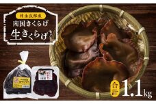 南国きくらげ 生セット　C070-001