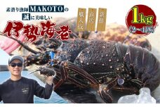 素潜り漁師MAKOTOの誠に美味しい伊勢海老 1kg（2～4匹）　C074-001