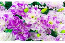 【冬春発送】与論島のトルコキキョウ【おまかせ】２０本以上