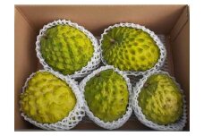  ※受付終了※数量限定　森のアイスクリーム　アテモヤ2kg～2.4kg（無農薬栽培）