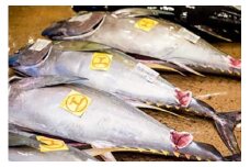 【泊漁港直送】 沖縄美ら海まぐろ １Kg