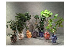 【3本セット】国内産 亜熱帯観葉植物 人気のフィカス・ウンベラータなど 8号 丸鉢 沖縄柄飾り布つき