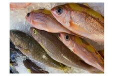 【泊漁港直送】 沖縄美ら海鮮魚4kgセット