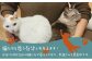 沖縄 宜野湾市 保護猫カフェふれあい体験120分ペアチケット | 保護猫とつながるカフェ＆ショップ Nouvelle Vague