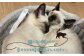 沖縄 宜野湾市 保護猫カフェふれあい体験120分ペアチケット | 保護猫とつながるカフェ＆ショップ Nouvelle Vague