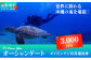 オーシャンゲート 選べる ご利用補助券 3,000円分～ | ふるさと納税 美ら海 ダイビング マリンスポーツ 