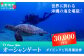 オーシャンゲート 選べる ご利用補助券 3,000円分～ | ふるさと納税 美ら海 ダイビング マリンスポーツ 
