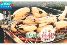 【令和7年10月以降発送】琉球蓮根 1kg 豊富な湧水とミネラルたっぷりの土で育った自然栽培の蓮根 [農薬 科学肥料 不使用] | NATURAL TONE | 蓮根 れんこん レンコン | 産地直送 採れたて 新鮮 シャキシャキ 根菜 野菜 | 沖縄県 宜野湾市 送料無料