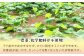 琉球蓮根 1kg 自然栽培 農薬 科学肥料 不使用 | NATURAL TONE | 沖縄県 宜野湾市 | アク抜き・皮むき不要