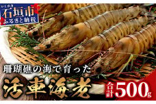 活車えび 500g【季節限定】25尾前後 沖縄県 石垣島 石垣市 活き くるまえび 車エビ BE-4