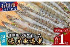 車えび1kg【冷凍】50尾 ～ 65尾 沖縄県 石垣島 石垣市 クルマエビ くるまえび Sサイズ【嬉しい真空パック】BE-6