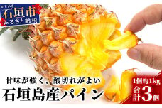 【先行受付】石垣パイン 3個セット ボゴール種【2025年5月初旬～6月初旬発送予定】MI-4-1 パイナップル パインアップル 石垣島パイン フルーツ 果物 くだもの 南国フルーツ 国産パイン
