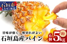  【先行受付】石垣パイン 6個セット ボゴール種【2025年5月初旬～6月初旬発送予定】MI-5-1 パイナップル パインアップル 石垣島パイン フルーツ 果物 くだもの 南国フルーツ 国産パイン