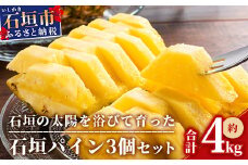 【先行受付】石垣パイン 3個セット ハワイ種【2025年6月初旬～7月下旬の発送予定】MI-6-1 パイナップル パインアップル 石垣島パイン フルーツ 果物 くだもの 南国フルーツ 国産パイン