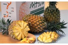 【予約受付】【農林水産大臣賞受賞】當銘さんグループのスナックパイン４．４ｋｇ（４玉～１０玉）【2024年4月15日から順次発送】YK-1 