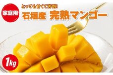 ZH-19 訳あり 石垣産 マンゴー 1kg 家庭用