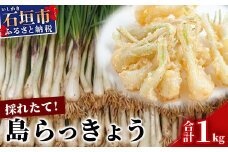 採れたて島らっきょう 1kg 【 沖縄県 石垣市 野菜 らっきょう 島らっきょう おつまみ 採れたて 料理 漬物 天ぷら おかぴ農園 産地直送 】OK-1-1