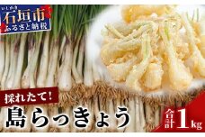 採れたて島らっきょう 1kg 【 沖縄県 石垣市 野菜 らっきょう 島らっきょう おつまみ 採れたて 料理 漬物 天ぷら おかぴ農園 産地直送 】OK-1-1