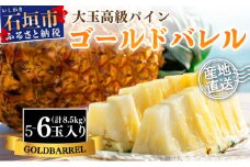 【先行予約】《2025年夏季 順次発送》石垣島産・ゴールドバレルパイン 大玉5～6個入り SI-8-2