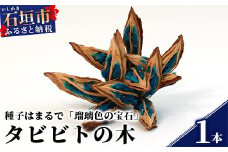 【先行予約】タビビトの木 (美しいコバルトブルー) インテリアにおすすめ【 大自然の産物 旅人の木 ドライフラワー オオギバショウ 】≪2024年7月上旬から11月上旬頃までに順次発送いたします≫ KB-18