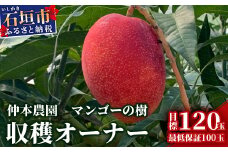 【限定1名様】「マンゴーの樹」収穫オーナー 権利(1年間)【マンゴー 120玉(目標値)「100玉最低保証」】KB-25