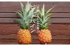 【先行受付】《2025年5月～7月順次発送予定》パイナップル（ピーチパイン）沖縄 4玉入 約2kg【産地直送 沖縄県 石垣島 農家直送 パイン フルーツ】TK-5