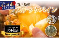 【先行予約】【訳あり】《2025年夏季 順次発送》 石垣島産・スナックパイン 訳ありの大小混合セット 【規格外】SI-24-1