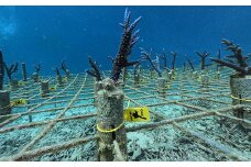 さんごの楽園プロジェクト(さんごの苗植え付け2本)【 海 海底 アクテビティ さんご サンゴ礁 サンゴ 自然 酸素 海を守る 守る SDGs 地球 地球保全 保全活動 森林 オアシス 石西礁湖 地球温暖化 環境 石垣島沖 さんご苗 苗 旅行 ツアー 海景色 海洋 海辺 海中 石垣島 石垣 沖縄 沖縄県 島 自然 】 SY-1 