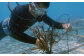 石垣の海で苗植えの様子