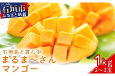 ＜先行予約＞「マンゴー」 ⽯垣島ど真ん中 まるま〜さん マンゴー 1kg (2～3玉) ≪2026年7月頃より順次発送予定≫ (アーウィン種)【 産地直送 マンゴー アーウィンマンゴー アップルマンゴー 沖縄県 八重山 石垣産 アーウィン種 マンゴー フルーツ 果物 】 IT-1