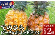 《2026年4月～7月順次発送》【先行受付】希少！濃厚！「枝先完熟・てのひらパイン」ピーチ・ポコット食べ比べセット【産地直送 沖縄県 石垣島 農家直送 パイン フルーツ 離島のいいもの 沖縄いいもの石垣島 】OI-4