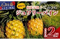 《2025年6月～8月順次発送》【先行受付】希少！濃厚！「枝元完熟・てのひらジュワリーパイン」 【 沖縄県 石垣 石垣島 パイン 果物 フルーツ パイナップル 離島のいいもの 沖縄いいもの石垣島 】OI-5