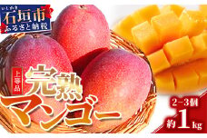 【先行予約】石垣島産 完熟マンゴー 約1kg エコ箱入り（2～3個入り）2025年6月末〜7月下旬発送 SI-31-1