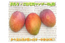 【予約受付】石垣島産 《訳あり・ご自宅用マンゴー》 約1kg エコ箱入り（2～4個入り）2025年6月末〜7月下旬発送 【規格外】SI-29-2