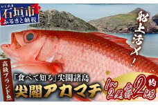 【予約受付】高級ブランド魚 尖閣赤マチ 1～2尾 合計約2kg 下処理済 【沖縄三大高級魚】尖閣諸島 刺身 焼魚 煮物 鮮魚 冷凍 ムニエル 天然 洋食 和食 白身魚 高級魚 GK-2