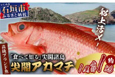 【予約受付】高級ブランド魚 尖閣赤マチ 1尾 約1kg 下処理済【沖縄三大高級魚】尖閣諸島 刺身 焼魚 煮物 鮮魚 冷凍 ムニエル 天然 洋食 和食 白身魚 高級魚 GK-3