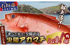 【予約受付】高級ブランド魚 尖閣赤マチ 1尾 約1kg 下処理済【沖縄三大高級魚】尖閣諸島 刺身 焼魚 煮物 鮮魚 冷凍 ムニエル 天然 洋食 和食 白身魚 高級魚 GK-3