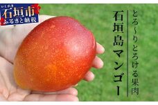 【先行予約】《2025年7月～8月中旬順次発送》訳あり (家庭用)沖縄マンゴー（石垣島産） 1kg ときわマンゴー農園【ふるさと納税 石垣島 沖縄県石垣市 石垣市 南国 フルーツ マンゴー 果物 訳あり】TK-8