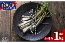 【先行受付】島らっきょう 生 土付き １kg《2025年2月上旬～3月下旬発送予定》沖縄 石垣島 農家直送【野菜 らっきょう 島らっきょう おつまみ 採れたて 漬物 天ぷら】TK-7