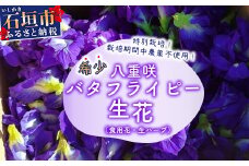 希少！採れたて新鮮！八重咲バタフライピーの生花（食用花、生ハーブ）特別栽培、栽培期間中農薬不使用 ３月～順次発送【 沖縄県 石垣市 沖縄 石垣 石垣島 花 生花 ハーブ 離島のいいもの 沖縄いいもの石垣島 】OI-8