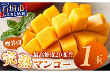 《2026年6月下旬～7月下旬発送》【先行予約】最高糖度20度！？ 完熟の極！3Lサイズ 石垣島マンゴー 1玉入り約400g【贈答向け】【 産地直送 完熟マンゴー アーウィン マンゴー 沖縄 八重山 石垣島産 】TF-11-1_R8