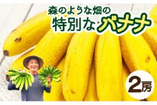 希少！こだわりの水を使い「森ような畑」で栽培する、仲原さんのバナナ【 沖縄県 石垣島 石垣島産 バナナ ばなな 農薬不使用 化学肥料不使用 】OI-16