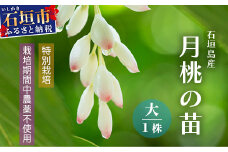 「月桃の苗」大1株（特別栽培、栽培期間中農薬不使用）【 沖縄県 石垣市 月桃 化学肥料不使用 苗 】OI-14