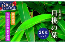 自然栽培の「月桃の葉20枚」セット（特別栽培、栽培期間中農薬不使用）【 沖縄県 石垣島産 月桃 葉 鑑賞 化学肥料不使用 】OI-15