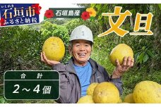 文旦（２～４個）農薬を使わず、森のような畑で栽培する特別な果物 ＜10月～3月順次発送＞【 沖縄 石垣島 石垣島産 フルーツ 果物 農薬不使用 離島のいいもの 沖縄いいもの石垣島 】OI-19-2