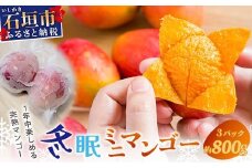 《2026年7月以降発送》最高糖度20度！？ 完熟！石垣島産冬眠ミニマンゴー 【 沖縄 石垣 数量限定 フルーツ ミニ マンゴー 冷凍 完熟 真空 】TF-18-1_R8