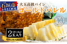 【先行予約】《2025年夏季 順次発送》ゴールドバレルパイン大玉２個入り 計3.4kg 【 産地直送 沖縄 石垣 フルーツ パイナップル パイン ゴールドバレルパイン 】SI-39