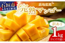 【2025年6月中旬から順次発送】【訳あり】選べる数量　サイズ不揃い　2～3玉(1kg)　訳あり品　マンゴー KP-26