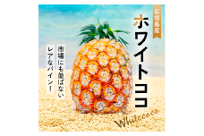 【先行予約】ホワイトココパイン 2～3玉 計2～3kg 《5月上旬より順次発送》【 産地直送 沖縄 石垣 フルーツ パイナップル パイン ホワイトココ 】 SI-50